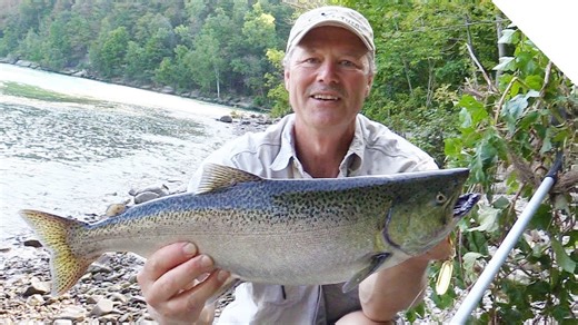 Using the new Stingeye spinner to catch salmon