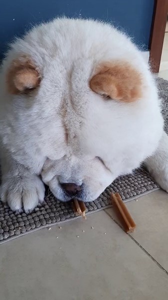 Chow-Chow Dog Behaviors and Adoption Insights