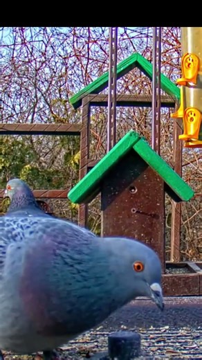 Beautiful Birds Sounds in Nature 🐦 | Peaceful Bird Chirping & Natural Ambience