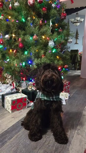 Fancy Pants Labradoodles on Instagram: "Sweet Cocoa is ready for adoption. She has her second round of puppy shots, being well socialized by all teen girl activities including mask days, shopping, coffee shops, rides to town, snuggles, sleeping through the night in her kennel and being really good at potty training. Last photo is of her full big brother from past litter what she may look like with her rich chocolate non fading coat color 💗"