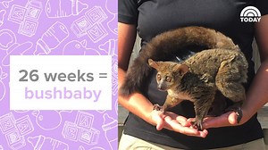 Pregnant zookeeper shares the most creative pregnancy photos