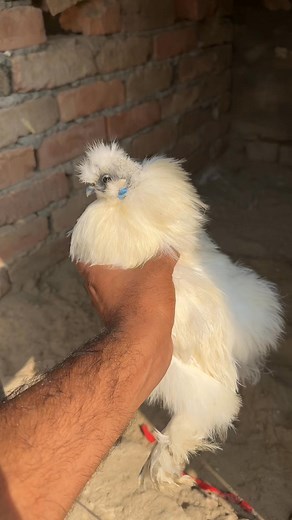 How to treat sick chickens #treatment #sick #chickens #minizoo #viralreel #poultry | Ch Shani Vlogs