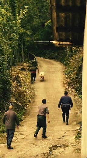 The man is not strong enough,Can't outrun a pig,Catching pigs is very tired. #funnyman #funnypig