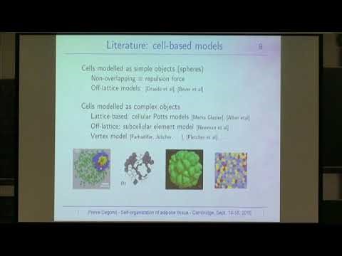 | Self-organization of adipose tissue