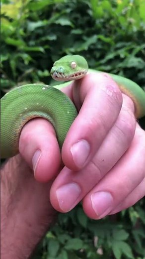 Top 5 Most Friendly Snakes in the World 🐍✨