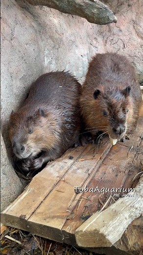【ビーバー】キョトン顔の寝起きシーポンとお構いなしにサツマイモを頬張る陽ちゃん🦫#鳥羽水族館 #ビーバー #beaver