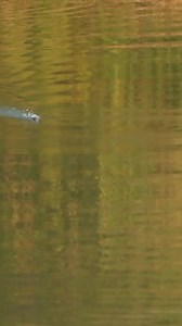 116K views · 786 reactions | TOPWATER FROG BLOWUPS #TBT to these AWESOME strikes on the SPRO U.S.A #FlappinFrog last summer! #SPRO #SPROUSA #Frog #FrogFishing #Fishing #BassFishing | Fisherman's Handbook | Facebook