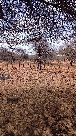 Traditional Cowdung Bread Baking Process