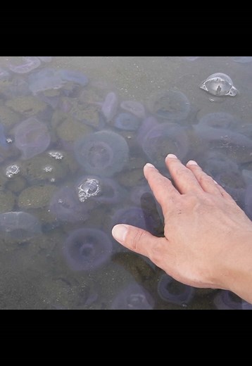 潮干狩り場の魅力と海の生物