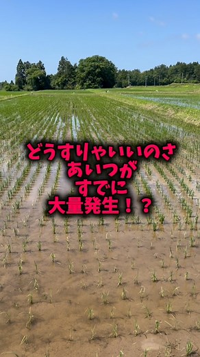 はるだんじ社長が補植してる時に 気付いた！？ 嫌なやつ、、、イボ草😱 早くも大量発生してる〜〜〜 本当に迷惑な草です 秋の稲刈り頃までに伸びて伸びて 稲に絡みついて 刈り取りの時にコンバインに詰まります 😭😭😭 ここ数年ひどい もうあんなに出てるし どうしたらいいのか？ はるだんじ社長は もう少ししたら『ロイヤント』という 除草剤を直接かけるしか無いと 言ってます。。。が、大変です💦 他になんか良い方法ありますかね？ もう手遅れかな😨 本当に嫌な草だ🤢🌱 🌾🌾🌾🌾🌾🌾🌾🌾🌾🌾🌾🌾🌾🌾🌾🌾🌾🌾 新潟県にある佐渡ヶ島（#sadoisland ）をご存知ですか？？ 佐渡ヶ島は全国でも有数の米どころです🌾 皆さんが毎日食べているお米は、どこで作られて誰が作っているか知っていますか？？ 佐渡Rice Field上横山では、毎年丹精を込めて美味しいお米を作っています。 このアカウントでは佐渡Rice Field上横山の生産者や米作りに関わる全ての物語を日々発信しています🍙 @sado.ricefield.kamiyokoyama ストーリーで