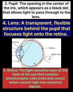 Anatomy of the Human Eye | Biology | Human Eyes and Colourful World | Physics | A Detailed Guide |