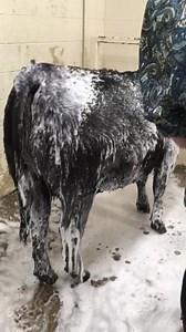 🎆FULL DIMENSION🎆 Get it all in one pass! Shampoo, conditioner and brightener that gives explosive volume at a unbeatable price! $12.99/quart $28.99/gallon or $98 per case of 4 gallons! Order online at www.thegreenstuff1.com PRACTICAL PROVEN RESULTS | The Green Stuff Daily Hair Care Products