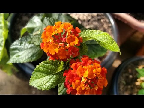 Honey flower (lantana camara or cambará): how to plant and care for it.