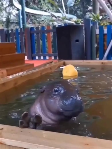 Baby hippos are the cutest! ☺️