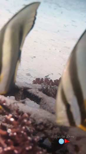 A rare sight — two graceful batfish swimming in place, perfectly synced in the calm blue. Moments like these make every dive unforgettable! 🐟🐟💙 Join our dives in Dahab and witness the magic yourself. #BatFish #Diving #Dahab #ScubaDiving #RedSea #UnderwaterWorld #MarineLife #DiveWithUs #UnderwaterBeauty #holidayseason | Red Sea Diving