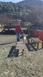 8.8K views · 355 reactions | Bull Terrier Training Advice #bullterrier #dogtraining | Working Bull Terriers Kennel | Facebook