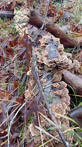 This log understood the assignment. If you know, you know. | McKenzie River Drone Photography