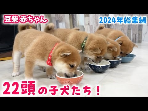 【豆柴犬】総集編！2024年に誕生した22頭の激かわな赤ちゃんたちを振り返ります！【子犬と癒し】まめしば亭ブログvlog