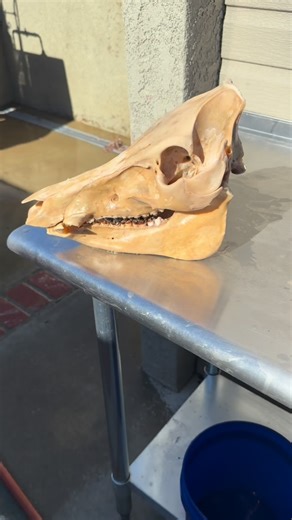 Ryan Olsen on Instagram: "The ultimate cheat rig for pigs !!! #whitebone #wildpig #skullwork"