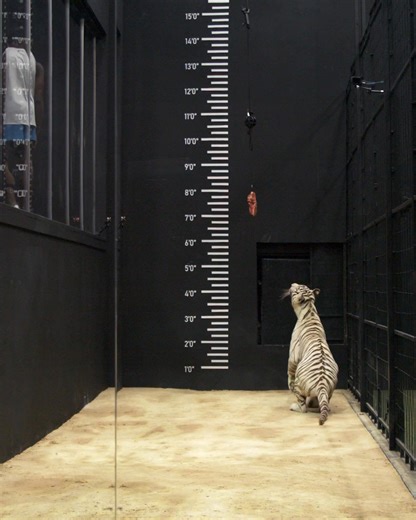 World's Fastest Car Vs Cheetah! | MrBeast