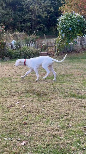 More Shenanigans 💙🐾 | Adventures of Snoopy Doo the Super Dane