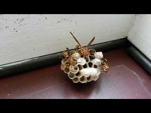 Wasp Larva hatching and adult wasp on nest closeup