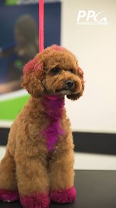 Estudia Pet Grooming PPG Technical College 🦮, ¡Clases comienzan en AGOSTO! 📲 Llámanos al 787.961.6832 💬 O escríbenos al inbox #ppg #dog #mascotas #petgroming #caguas | PPG Technical College