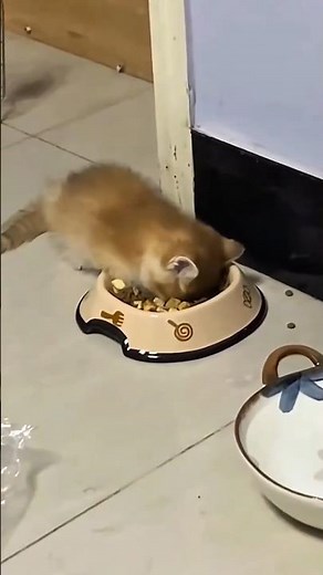 Epic Cat Moments Caught on Camera 😸📸