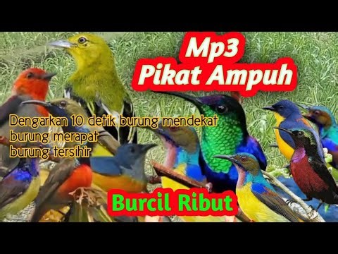 SUARA PIKAT SEMUA JENIS BURCIL.Mp3 burcil ribut