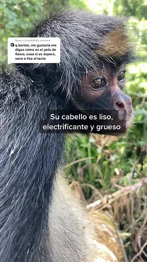 Rescuing Monkeys in the Amazon Rainforest