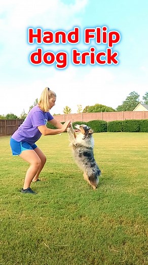 27K views · 451 reactions | Hand flip dog trick  | Holly Owens | Facebook