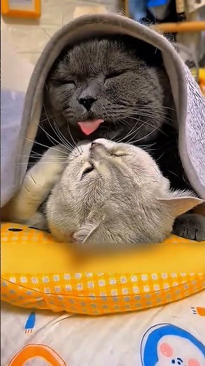 من يوم ما اتجوز… مبقاش يسيبها لحظة! 😱🐱❤️