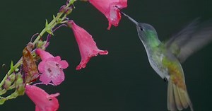 Hummingbird flies in slow motion to some pink bell flowers. Close up