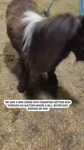 Jean Ralphio was rescued from an auction where he was being bid on by a kill buyer. I hate to think where he would have wound up if @bluemontequinesanctuary hadn’t stepped in to help him when she did, and get him to us. This weekend we took him down to Rood and Riddle to see one of the best orthopedic surgeons in the country. JR has a sever clubbed foot that can some times be corrected with surgery. Luckily, he thinks he can help him! Not only will this surgery improve his quality of life, but i