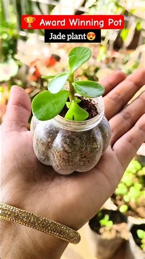 Best Pot Size for Jade Plant | Grow Faster! #jade #succulentcare #crasulaovata #plantcare #gardening