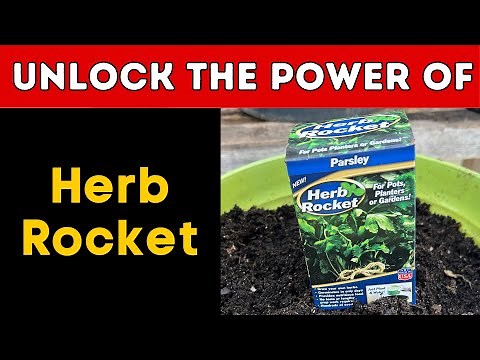 Unlock the Power of Herb Rocket: Dollar Tree Gardening | Grow your own Herbs in Containers