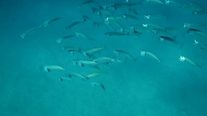 Close School Mackerel Fish Swims Sandy Bottom Open Mouth Ram