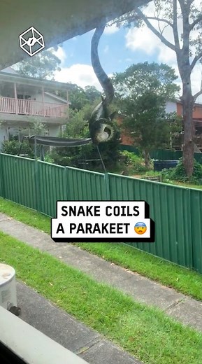 UNILAD on Instagram: "I saw a python eating a bird on my roof  ⁠ ⁠ ( : daniel_widdowson_official via BViral )⁠ ⁠ #UNILAD #animal #animals #scary #nature #mothernature #natural #snake #snakes #python #pythons #parakeet #parakeets #bird #birds #giant #eating #eat #food #foodie"