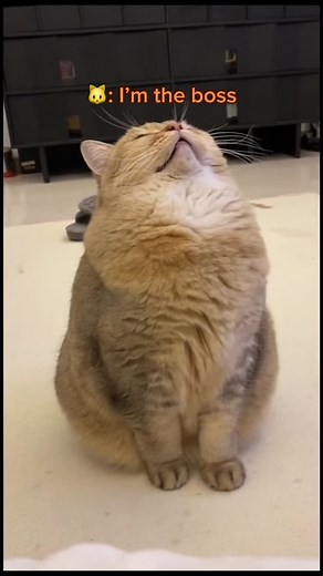 Cat Strut - Funny and Cute Cat Video