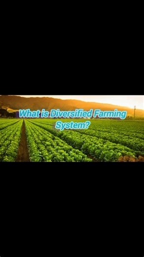 Diversified Farming Diversified farming is an agricultural practice where a farmer produces more than one type of crop or livestock on the same farm. Rather than depending on a single source of income, the farmer spreads out risk by cultivating a variety of products. □□Key Features of Diversified Farming: ●Multiple Products: Involves the cultivation of various crops and the raising of livestock, poultry, fisheries, and more. ●Risk Management: Reduces the impact of crop failure, disease outbreaks