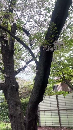 Tokyo Cherry Blossoms Falling Petals | Spring Moment | 【東京の桜】散り始めの瞬間｜2026年4月