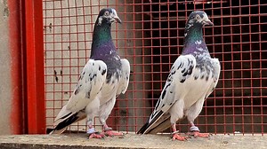21K views · 2.9K reactions | Pigeons finally leaving for Iraq after LOCKDOWN Watch on Youtube : https://youtu.be/RiGwRx5VbG8 | Ch Sakhi Muhammad Bhatti | Facebook