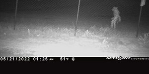 ‘Unidentified Amarillo Object’: Strange figure caught on camera at Amarillo Zoo