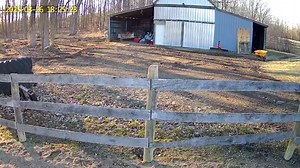Our security cameras catch the best of our animals. It was a beautiful day on the farm. But when it’s dinner time stay out of the way. | The Devoted Barn