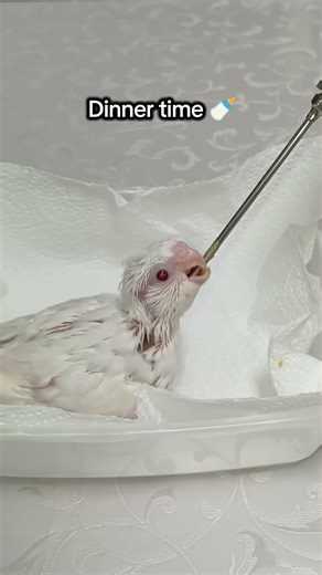 גוזל קוקוטל אלבינו בהאכלה 🤍🐣 Albino Cockatiel Chick Feeding