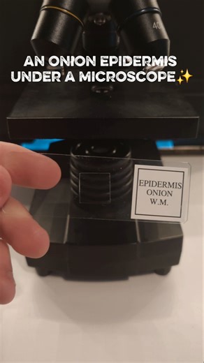 microscopic observation of onion epidermis #microscope #science ##experiment