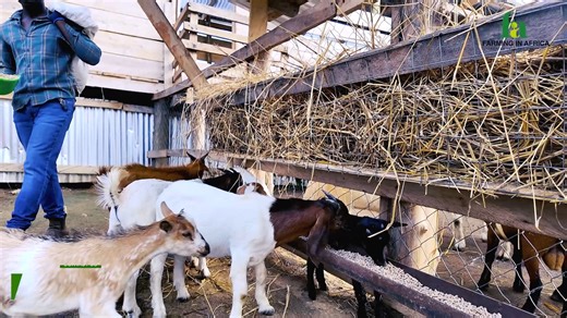 They Traveled Across Africa To Learn THIS At Our Farm | Farming In Africa