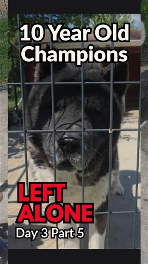 Akitas Need a home Day 3 part 5