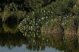 Everglades and Dry Tortugas Biosphere Reserve - Alchetron, the free social encyclopedia
