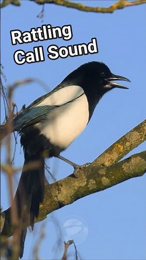 Eurasian Magpie's Rattling Call On A Spring Morning #shorts